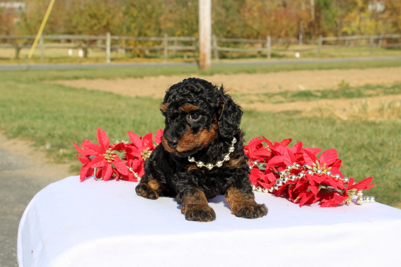 puppy, for, sale, Miniature Poodle, Matthew B. Stoltzfus, dog, breeder, Gap, PA, dog-breeder, puppy-for-sale, forsale, nearby, find, puppyfind, locator, puppylocator, aca